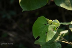 Talipariti tiliaceum